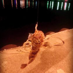 メバルくん★リベンジ！