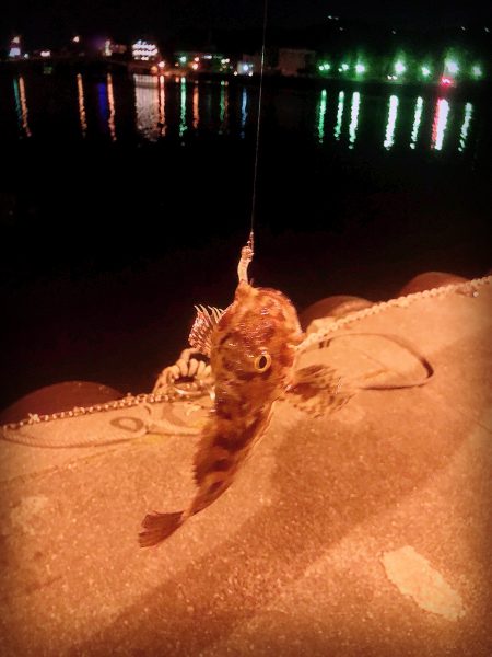 メバルくん★リベンジ！