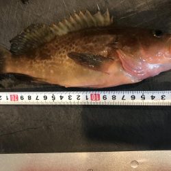 アコウが釣れました。