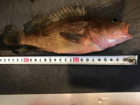 アコウが釣れました。