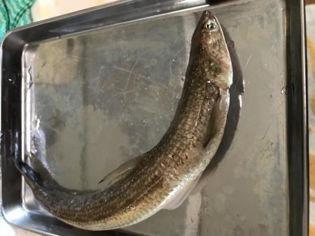 12月初の！！！ アイツ。