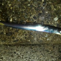 太刀魚、ガシラGET！！