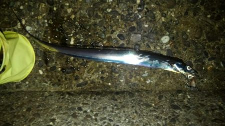 太刀魚、ガシラGET！！