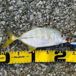 メッキことエバ釣り