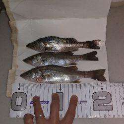 ライトゲームにて