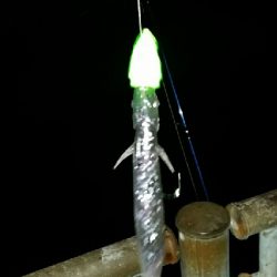 タチウオ、中アジ、クリスマスイブ