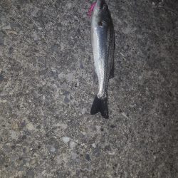 せいご　タケノコめばる