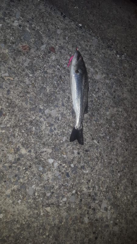 せいご　タケノコめばる