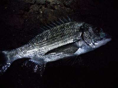 五島で釣り納め