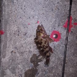 せいご、タケノコメバル