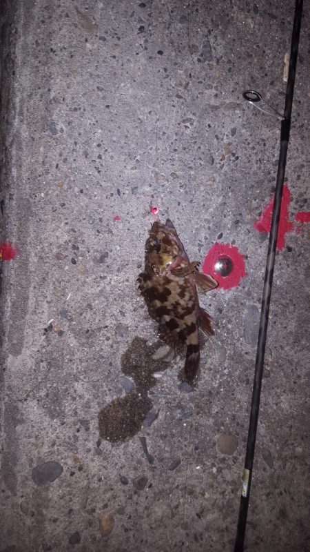 せいご、タケノコメバル