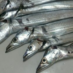 爆風と極寒でも釣れるタチウオ