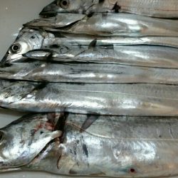 そろそろドラゴンサイズに期待！