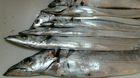 そろそろドラゴンサイズに期待！