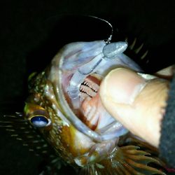 メバル釣れず･･･