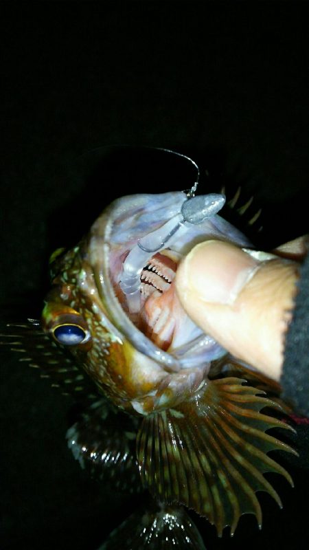 メバル釣れず･･･