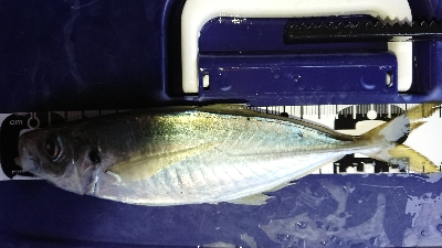 またまた1センチ足りない