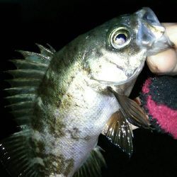 バーチカルコンタクトメバリング