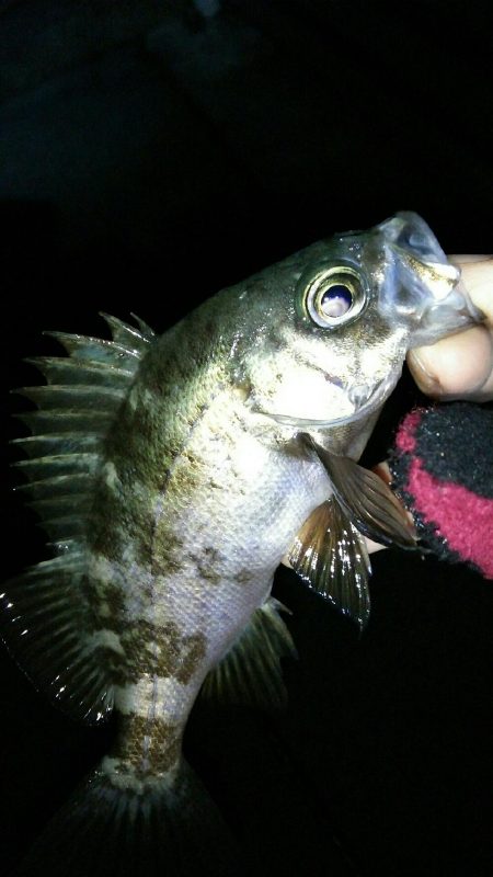 バーチカルコンタクトメバリング