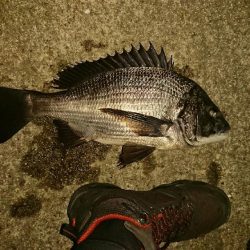 アジフライ食べたい