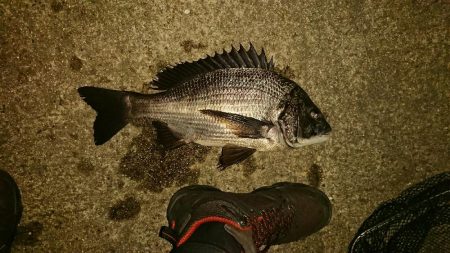 アジフライ食べたい