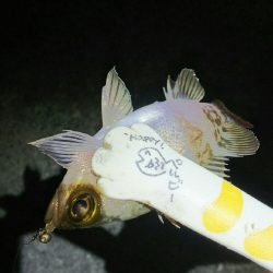 明石メバリング