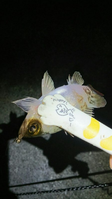 明石メバリング