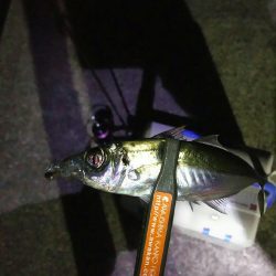 釣り納め淡路島