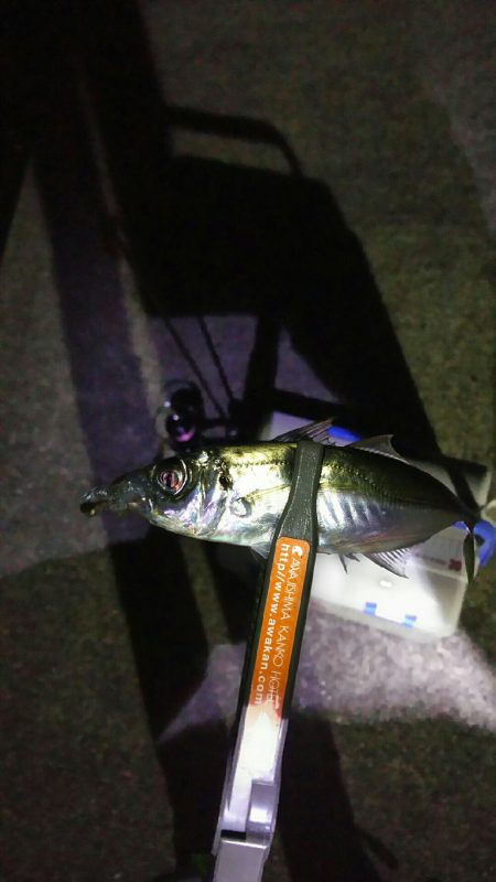 釣り納め淡路島