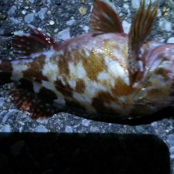 アジングからメバリングへ