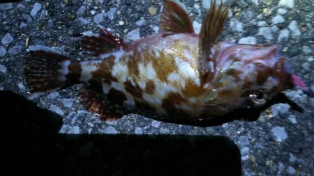 アジングからメバリングへ