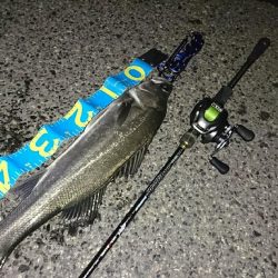 釣り納めシーバス