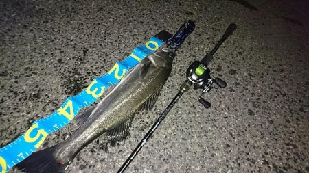 釣り納めシーバス
