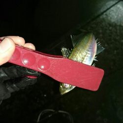 ガシリングからのメバリング