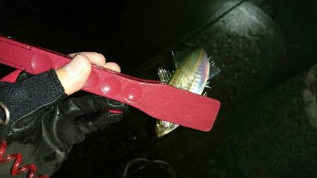 ガシリングからのメバリング