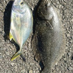 ショアジギング サーフヒラメ