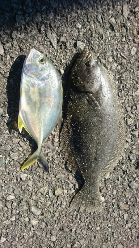 ショアジギング サーフヒラメ