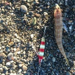 春野漁港周辺サーフ ショアジギング ヒラメ