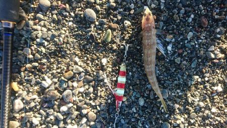 春野漁港周辺サーフ ショアジギング ヒラメ