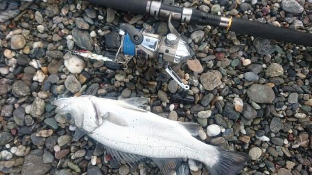 ヒラスズキ 釣り納め