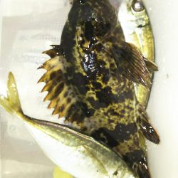 今日はツいてませんか？