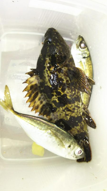 今日はツいてませんか？