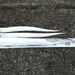 朝練 最大級と最小サイズ