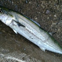 何とか坊主は逃れた