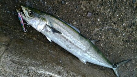 何とか坊主は逃れた