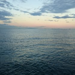 表層でサゴシ♪