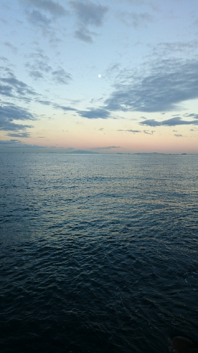 表層でサゴシ♪