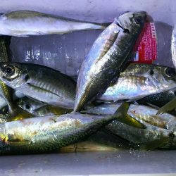 ロッフイッシュ便