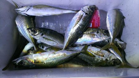 ロッフイッシュ便