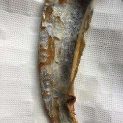 ハマチかサゴシを釣りたくて❗️